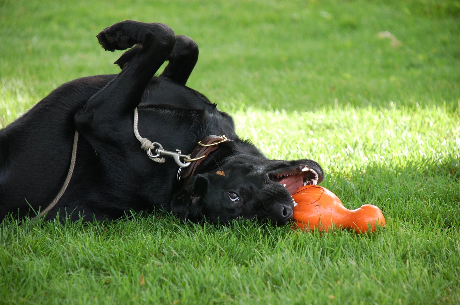 Love my squeaky toy!