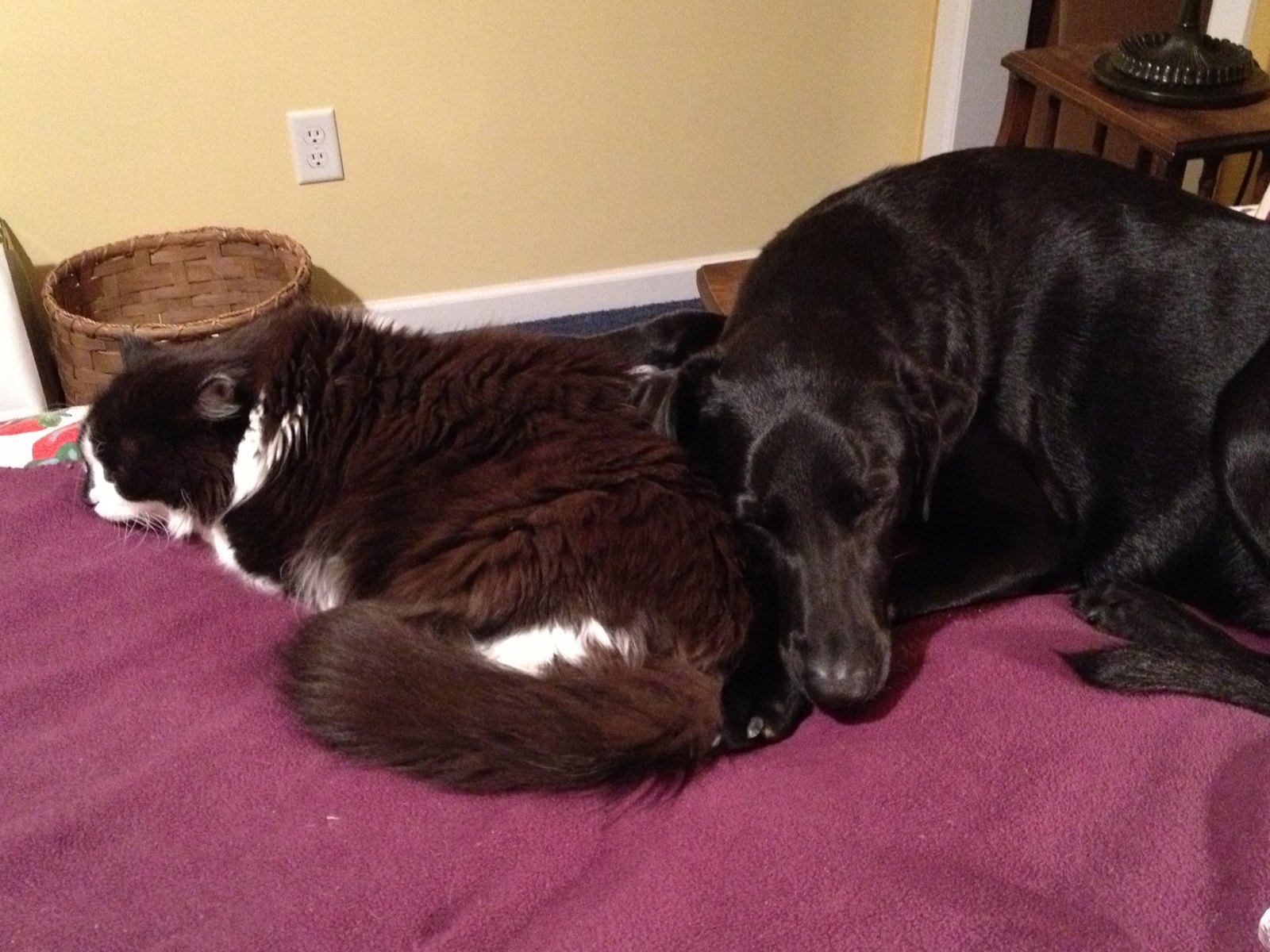 Snoozin' pals.